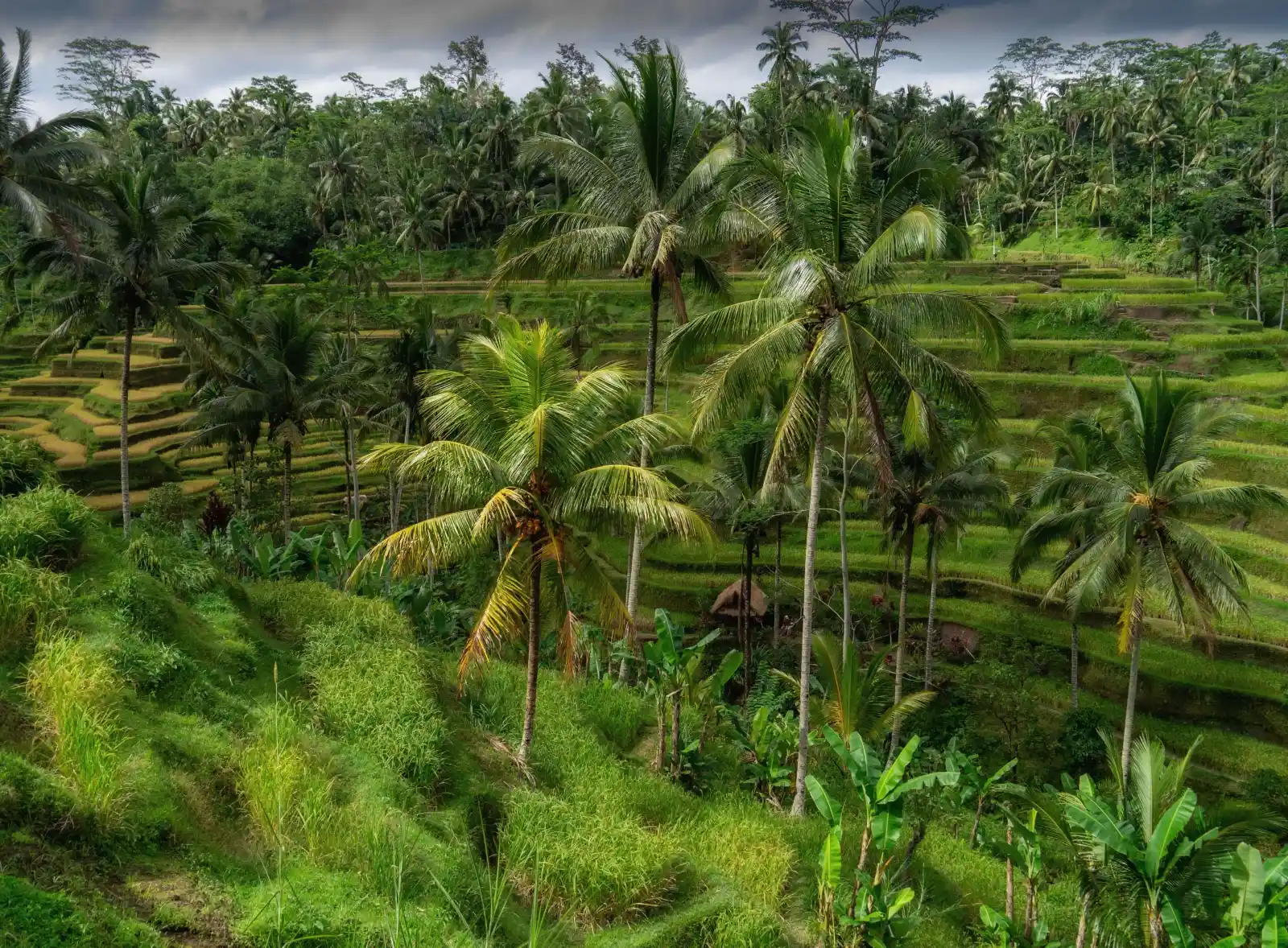 Yoga in Bali: An Honest Guide to Wellness Retreats on the Island